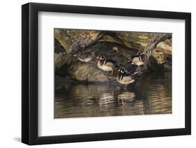 Male and female wood ducks, resting on fallen tree, Kentucky-Adam Jones-Framed Photographic Print