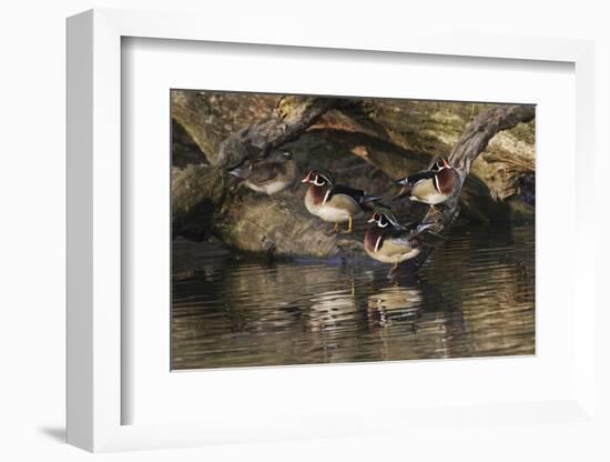 Male and female wood ducks, resting on fallen tree, Kentucky-Adam Jones-Framed Photographic Print