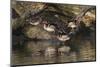 Male and female wood ducks, resting on fallen tree, Kentucky-Adam Jones-Mounted Photographic Print