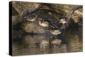 Male and female wood ducks, resting on fallen tree, Kentucky-Adam Jones-Stretched Canvas