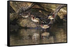 Male and female wood ducks, resting on fallen tree, Kentucky-Adam Jones-Framed Stretched Canvas