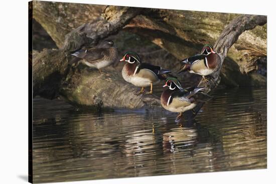 Male and female wood ducks, resting on fallen tree, Kentucky-Adam Jones-Stretched Canvas