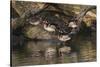 Male and female wood ducks, resting on fallen tree, Kentucky-Adam Jones-Stretched Canvas