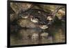 Male and female wood ducks, resting on fallen tree, Kentucky-Adam Jones-Framed Photographic Print