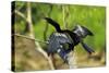 Male Anhinga (Aka Snakebird) a Swimming Bird of the Darter Family-Rob Francis-Stretched Canvas