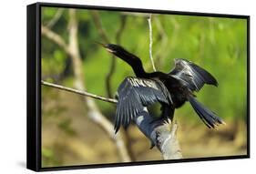 Male Anhinga (Aka Snakebird) a Swimming Bird of the Darter Family-Rob Francis-Framed Stretched Canvas