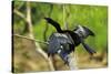 Male Anhinga (Aka Snakebird) a Swimming Bird of the Darter Family-Rob Francis-Stretched Canvas