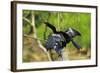 Male Anhinga (Aka Snakebird) a Swimming Bird of the Darter Family-Rob Francis-Framed Photographic Print