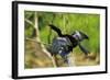 Male Anhinga (Aka Snakebird) a Swimming Bird of the Darter Family-Rob Francis-Framed Photographic Print