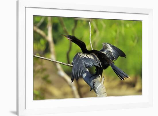 Male Anhinga (Aka Snakebird) a Swimming Bird of the Darter Family-Rob Francis-Framed Photographic Print