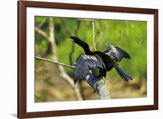 Male Anhinga (Aka Snakebird) a Swimming Bird of the Darter Family-Rob Francis-Framed Photographic Print