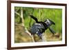 Male Anhinga (Aka Snakebird) a Swimming Bird of the Darter Family-Rob Francis-Framed Photographic Print