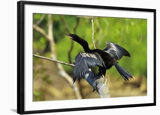 Male Anhinga (Aka Snakebird) a Swimming Bird of the Darter Family-Rob Francis-Framed Photographic Print