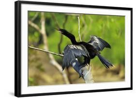 Male Anhinga (Aka Snakebird) a Swimming Bird of the Darter Family-Rob Francis-Framed Photographic Print