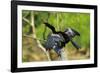 Male Anhinga (Aka Snakebird) a Swimming Bird of the Darter Family-Rob Francis-Framed Photographic Print