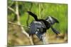 Male Anhinga (Aka Snakebird) a Swimming Bird of the Darter Family-Rob Francis-Mounted Photographic Print