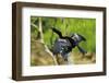 Male Anhinga (Aka Snakebird) a Swimming Bird of the Darter Family-Rob Francis-Framed Premium Photographic Print