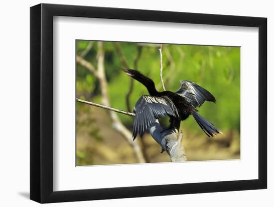 Male Anhinga (Aka Snakebird) a Swimming Bird of the Darter Family-Rob Francis-Framed Premium Photographic Print