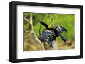 Male Anhinga (Aka Snakebird) a Swimming Bird of the Darter Family-Rob Francis-Framed Premium Photographic Print