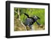 Male Anhinga (Aka Snakebird) a Swimming Bird of the Darter Family-Rob Francis-Framed Photographic Print