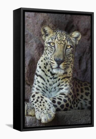 Male Arabian Leopard (Panthera Pardus Nimr) At Arabian Wildlife Centre-Nick Garbutt-Framed Stretched Canvas