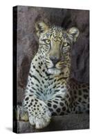 Male Arabian Leopard (Panthera Pardus Nimr) At Arabian Wildlife Centre-Nick Garbutt-Stretched Canvas