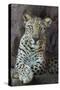 Male Arabian Leopard (Panthera Pardus Nimr) At Arabian Wildlife Centre-Nick Garbutt-Stretched Canvas