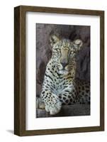 Male Arabian Leopard (Panthera Pardus Nimr) At Arabian Wildlife Centre-Nick Garbutt-Framed Photographic Print