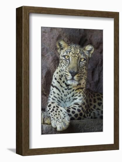 Male Arabian Leopard (Panthera Pardus Nimr) At Arabian Wildlife Centre-Nick Garbutt-Framed Photographic Print