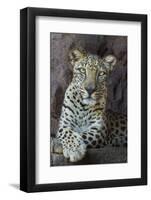 Male Arabian Leopard (Panthera Pardus Nimr) At Arabian Wildlife Centre-Nick Garbutt-Framed Photographic Print