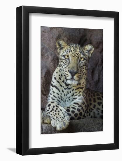 Male Arabian Leopard (Panthera Pardus Nimr) At Arabian Wildlife Centre-Nick Garbutt-Framed Photographic Print