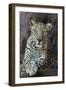 Male Arabian Leopard (Panthera Pardus Nimr) At Arabian Wildlife Centre-Nick Garbutt-Framed Photographic Print