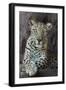 Male Arabian Leopard (Panthera Pardus Nimr) At Arabian Wildlife Centre-Nick Garbutt-Framed Photographic Print