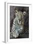 Male Arabian Leopard (Panthera Pardus Nimr) At Arabian Wildlife Centre-Nick Garbutt-Framed Photographic Print