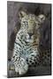 Male Arabian Leopard (Panthera Pardus Nimr) At Arabian Wildlife Centre-Nick Garbutt-Mounted Photographic Print