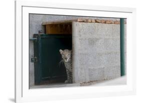 Male Arabian Leopard (Panthera Pardus Nimr) Looking Out At Its Enclosure-Nick Garbutt-Framed Photographic Print