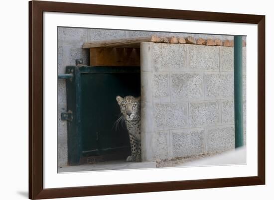 Male Arabian Leopard (Panthera Pardus Nimr) Looking Out At Its Enclosure-Nick Garbutt-Framed Photographic Print