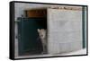 Male Arabian Leopard (Panthera Pardus Nimr) Looking Out At Its Enclosure-Nick Garbutt-Framed Stretched Canvas