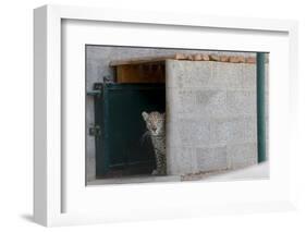 Male Arabian Leopard (Panthera Pardus Nimr) Looking Out At Its Enclosure-Nick Garbutt-Framed Photographic Print