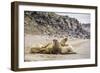 Male Atlantic Walrus (Odobenus Rosmarus Rosmarus) Hauled Out to Molt at Kapp Lee-Michael Nolan-Framed Photographic Print