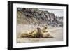 Male Atlantic Walrus (Odobenus Rosmarus Rosmarus) Hauled Out to Molt at Kapp Lee-Michael Nolan-Framed Photographic Print