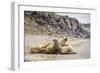 Male Atlantic Walrus (Odobenus Rosmarus Rosmarus) Hauled Out to Molt at Kapp Lee-Michael Nolan-Framed Photographic Print