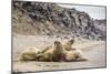 Male Atlantic Walrus (Odobenus Rosmarus Rosmarus) Hauled Out to Molt at Kapp Lee-Michael Nolan-Mounted Photographic Print