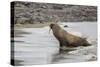 Male Atlantic Walrus (Odobenus Rosmarus Rosmarus) Hauled Out to Molt at Kapp Lee-Michael Nolan-Stretched Canvas