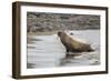 Male Atlantic Walrus (Odobenus Rosmarus Rosmarus) Hauled Out to Molt at Kapp Lee-Michael Nolan-Framed Photographic Print