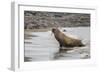 Male Atlantic Walrus (Odobenus Rosmarus Rosmarus) Hauled Out to Molt at Kapp Lee-Michael Nolan-Framed Photographic Print