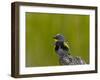 Male Audubon's Yellow-Rumped Warbler (Dendroica Coronata Auduboni)-James Hager-Framed Photographic Print