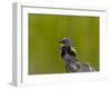 Male Audubon's Yellow-Rumped Warbler (Dendroica Coronata Auduboni)-James Hager-Framed Photographic Print