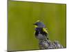 Male Audubon's Yellow-Rumped Warbler (Dendroica Coronata Auduboni)-James Hager-Mounted Photographic Print