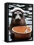 Male Baikal Seal Billy Performs a Dip in Hot Spring, Holding a Sake Bottle at an Aquarium in Hakone-null-Framed Stretched Canvas